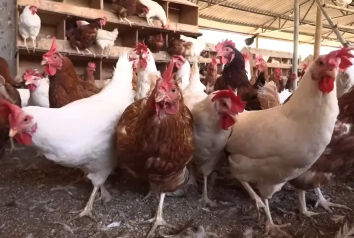 Certificação de ovos e frangos caipiras será tema de palestra no Avicultor Mais 2025 em BH