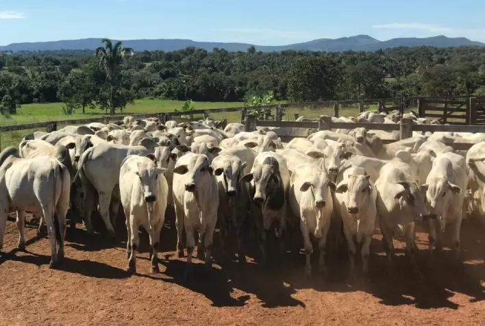 Agrodefesa prorroga até 15 de julho o prazo para declaração obrigatória de rebanho em Goiás