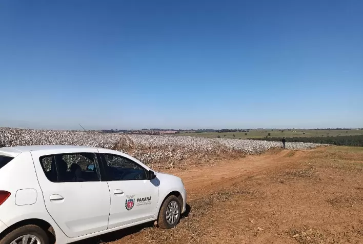 Algodão volta ao protagonismo no Paraná com aumento da produção e boas perspectivas para 2025