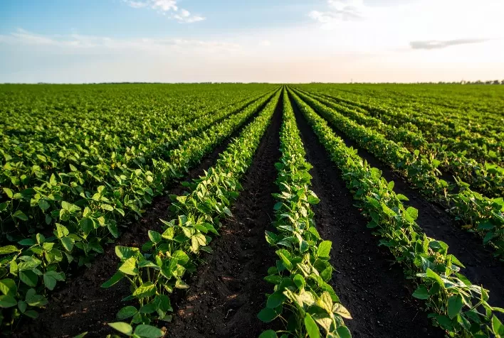 Soja no Paraná registra alta histórica de produtividade e reforça importância da tecnologia no campo