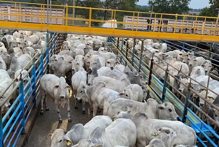 Circuito Nelore de Qualidade 2025 e PMGZ Carne firmam parceria para fortalecer genética Nelore PO e qualidade da carne