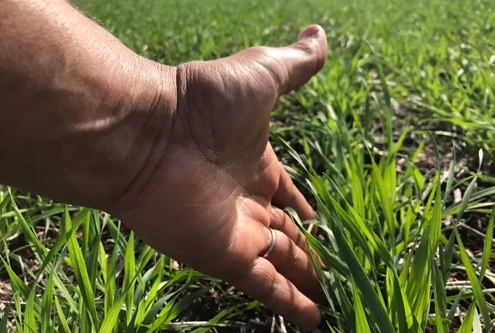 Trigo apresenta bom desempenho no Paraná com preços estáveis também no Rio Grande do Sul