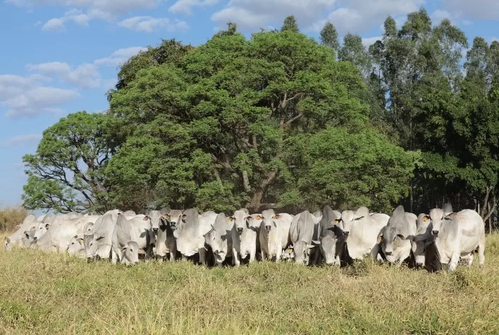 Megaleilão CFM 2025 oferecerá 600 touros Nelore com genética de ponta em Campo Grande