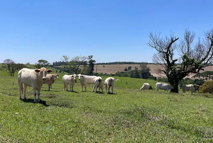 Estudo aponta estratégias para aumentar a produtividade da pecuária sem abrir novas áreas