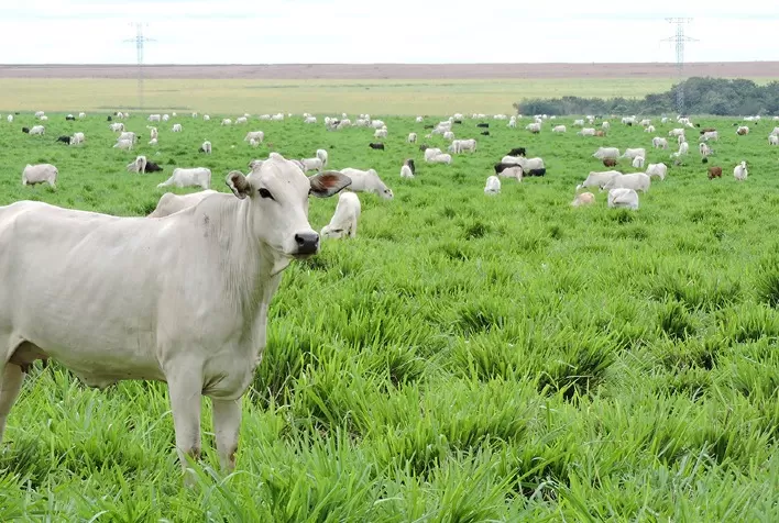 Sistemas integrados impulsionam colheita de grãos e estocam mais carbono no solo do Matopiba