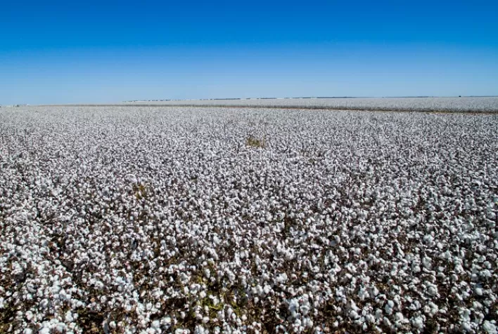 Brasil caminha para nova safra recorde de algodão com valorização dos preços domésticos