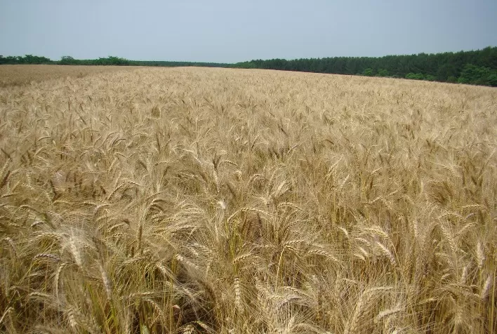 Trigo no Cerrado atrai investimentos da indústria moageira e reforça potencial para autossuficiência nacional
