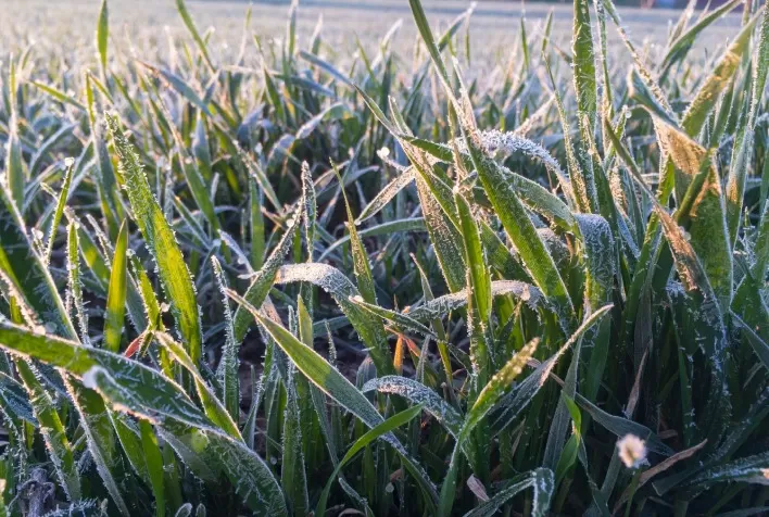 Frente fria desafia o campo e exige manejo tecnológico para reduzir perdas