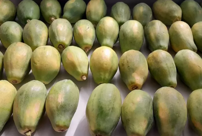 Óleos essenciais se destacam como alternativa natural e eficaz no controle de fungos em mamão e laranja