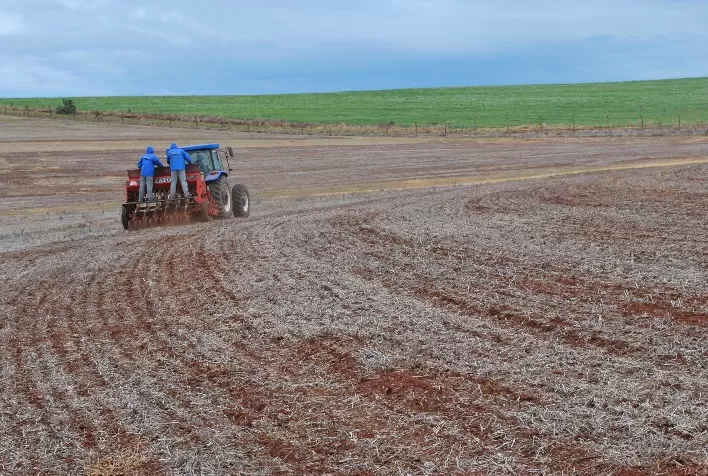 Chuvas intensas atrasam semeadura do trigo no Rio Grande do Sul e exigem cuidados no manejo