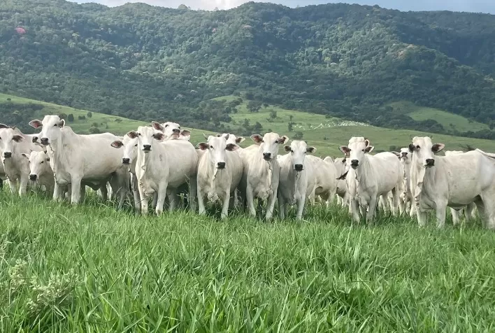 Mercado do boi gordo registra estabilidade com início de confinamento e influência do inverno