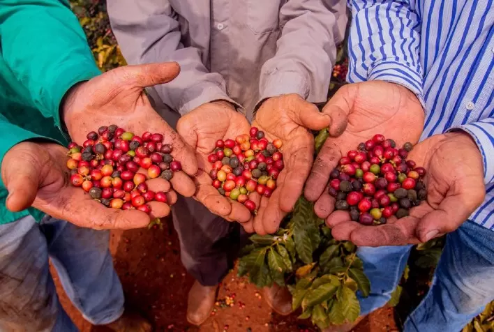 Café de Mandaguari conquista 20ª Indicação Geográfica do Paraná na modalidade Denominação de Origem