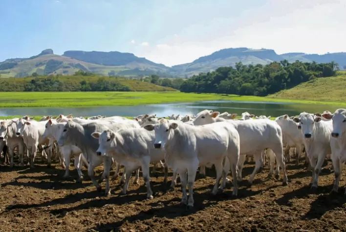 Malásia autoriza importação de colágeno bovino do Brasil para alimentação animal