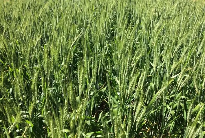 Novas Tecnologias Podem Aumentar em Até 15% a Produção de Trigo em Regiões com Seca