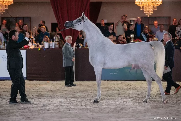 44ª Exposição Nacional do Cavalo Árabe começa em Indaiatuba com competições internacionais e atrações culturais