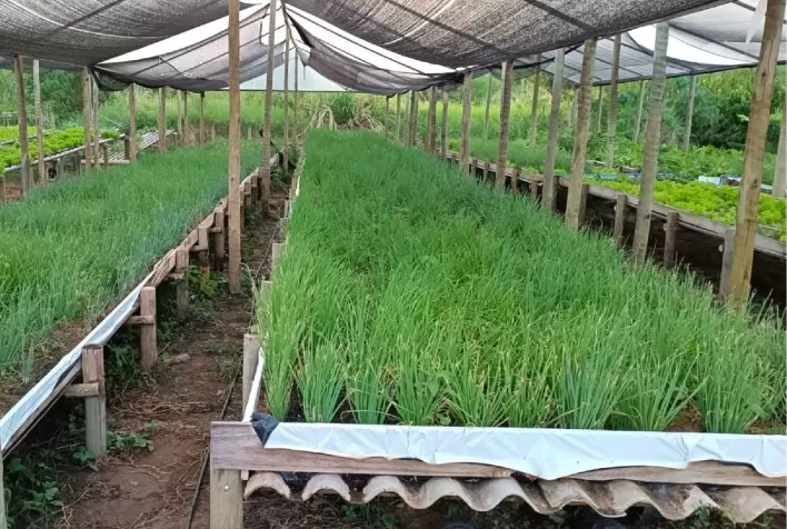 Agricultores de Salinas ampliam renda e mercado com cultivo hidropônico