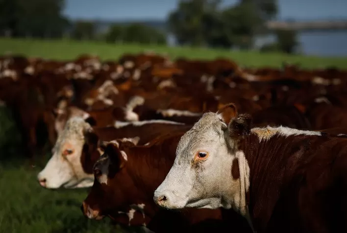 Queda na arroba bovina marca início de julho no Paraná, enquanto concorrência com frango limita alta dos preços