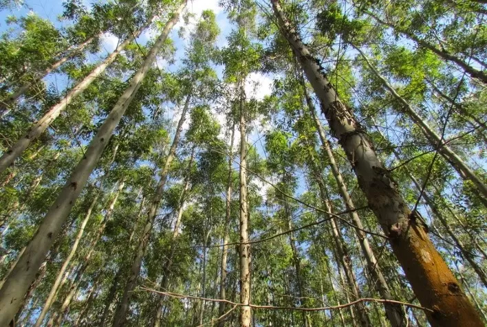 Tarifas dos EUA sobre produtos brasileiros afetam setor florestal e acendem alerta na cadeia produtiva