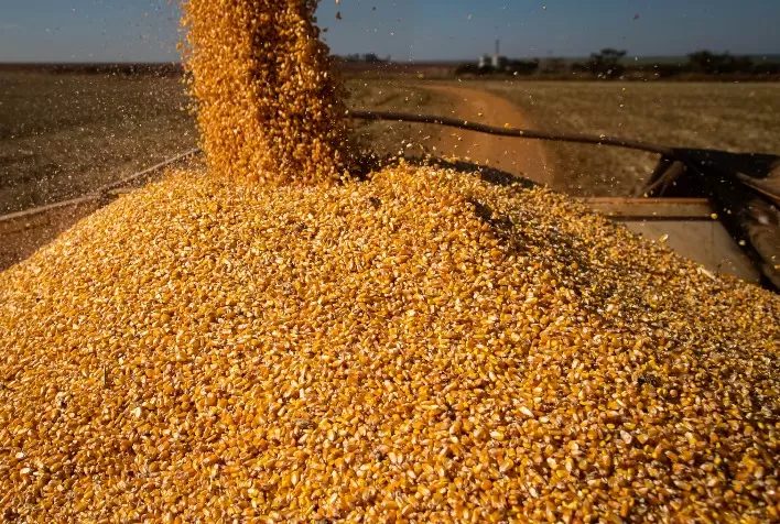 Tocantins alcança safra recorde de milho com 2,2 milhões de toneladas e avança na industrialização