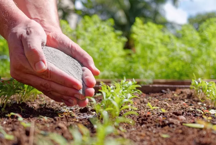Fertilizante natural promete impulsionar a produtividade do algodão no Brasil