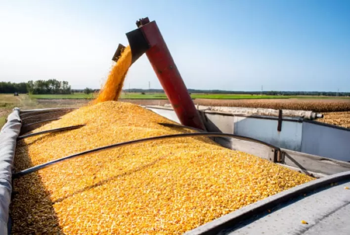Golpistas usam nomes de empresas reais para aplicar golpes em produtores de milho no Sul de Minas
