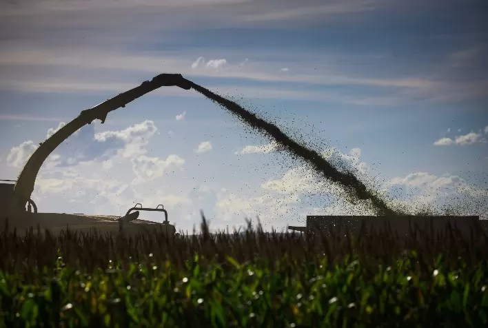 Colheita da safrinha de milho atinge 40% no Centro-Sul e registra melhor semana da temporada, aponta AgRural