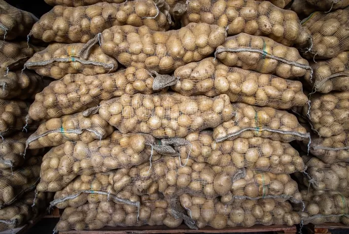 Oferta elevada derruba preços da batata ágata especial nos principais mercados atacadistas