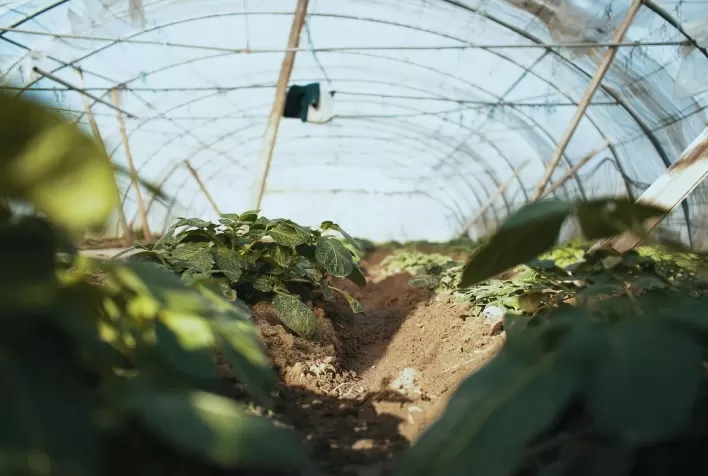 Nova tecnologia com lignina protege solo contra radiação UV e aumenta eficiência de filmes agrícolas