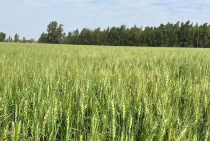 Trigo ganha espaço e se destaca em Querência do Norte (PR) como alternativa rentável no inverno