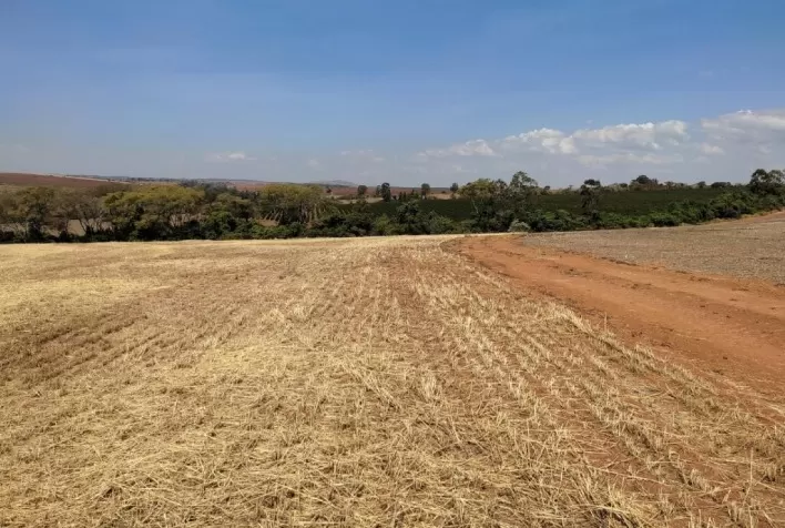 Produtores de soja em Minas devem declarar conformidade com vazio sanitário até 31 de julho