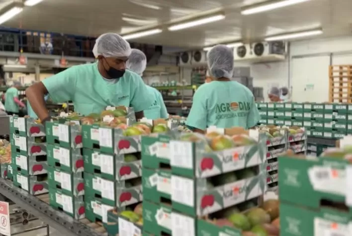Valexport alerta para impacto da tarifa dos EUA sobre exportações de frutas do Vale do São Francisco