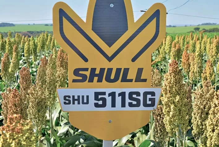 Híbrido brasileiro de sorgo rende 150% mais e reforça potencial para safrinha em Minas e Goiás