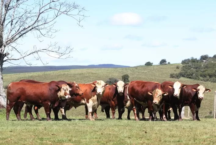 Conexão Delta G amplia oferta de touros e reforça presença nas principais centrais de inseminação do país