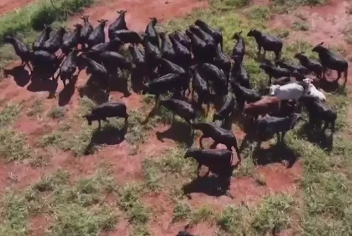 Suplementação nutricional eleva ganho de peso de novilhas Angus em propriedade de MS