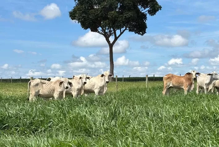 Tecnologia ProMax eleva produtividade e sustentabilidade na formação de pastagens