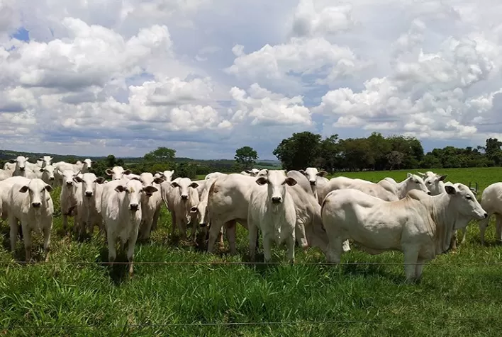 Mercado do boi sente efeitos de tarifas e maior oferta, com queda nas cotações da arroba e da carne no atacado
