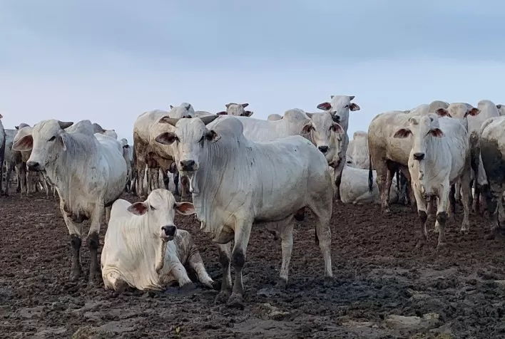 Pesquisa-expedicionária da Scot Consultoria mapeia a produção intensiva de corte no Brasil