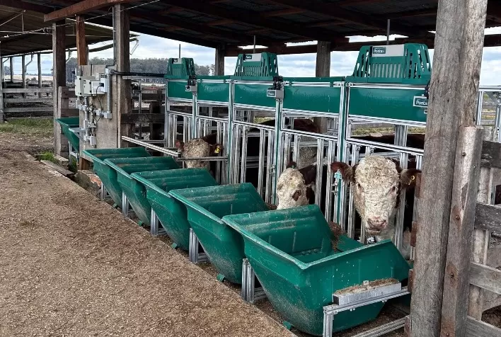 Teste Seleciona Touros Hereford e Braford que Produzem Mais Consumindo Menos Alimentos
