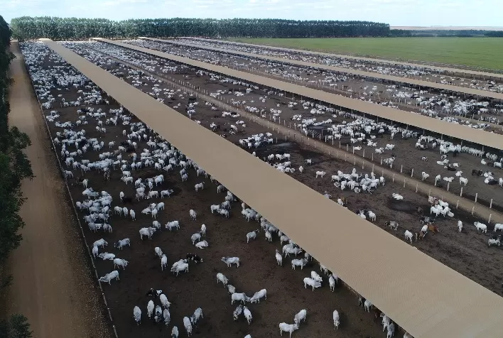 Mercado da pecuária sinaliza virada de ciclo e confinamento surge como estratégia para antecipar compra de bezerros