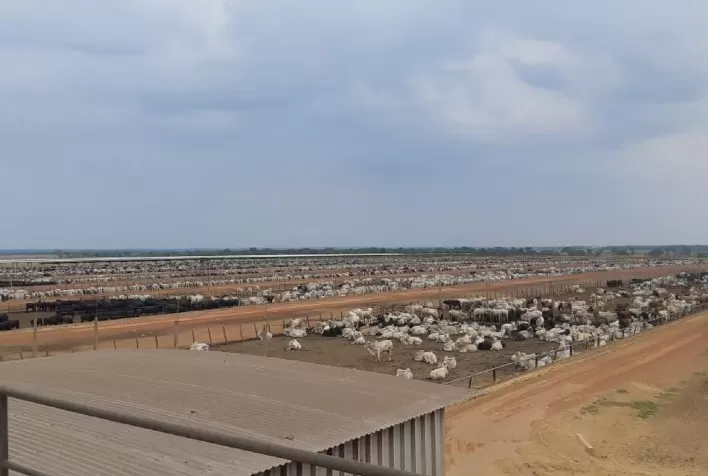 Uso de dados e acompanhamento técnico elevam padrões sanitários e bem-estar em confinamentos
