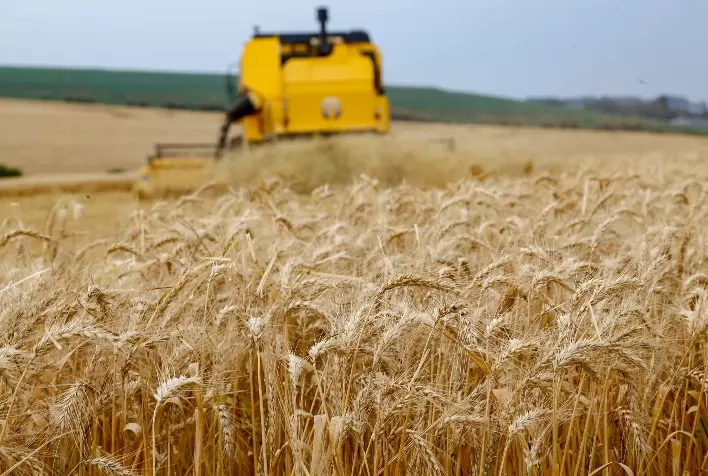 Mercado do trigo segue travado no Sul do país com moagem reduzida e pouca demanda