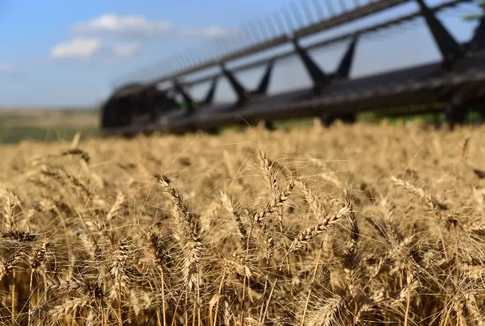 Negociações com trigo seguem lentas no Brasil, com foco no campo e cautela dos moinhos