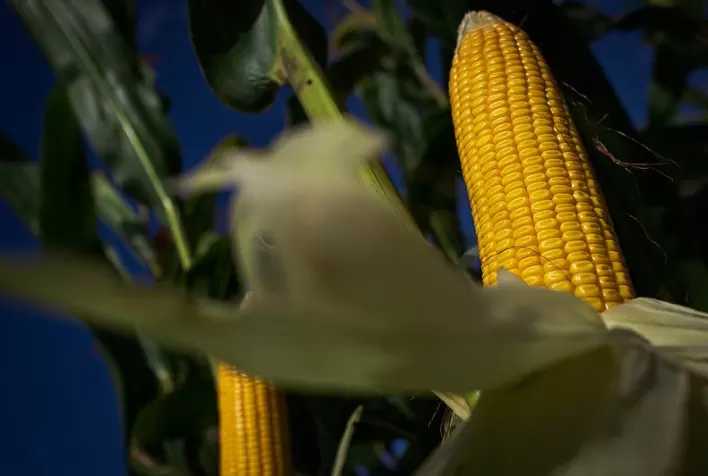 Milho impulsiona produtividade em Goiás e fortalece agroindústria, apesar da queda nas exportações