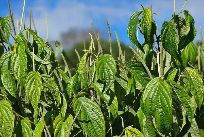 Óleos essenciais de plantas amazônicas combatem parasitas em tambaquis e prometem piscicultura mais sustentável