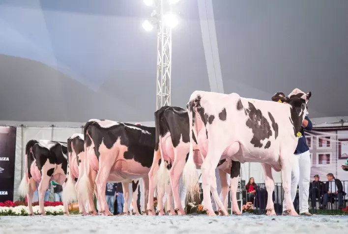 Agroleite 2025 traz leilão virtual com oferta de 40 animais de alto padrão genético