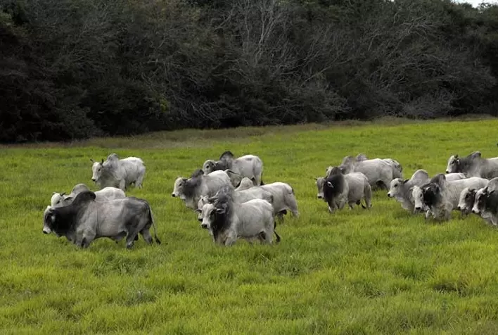 Uso estratégico de vermífugos é fundamental para controlar parasitas e evitar prejuízos no rebanho bovino
