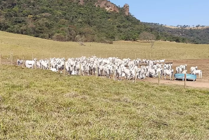 Sequestro de vacas: estratégia eficaz para otimizar recursos e preservar pastagens na estiagem