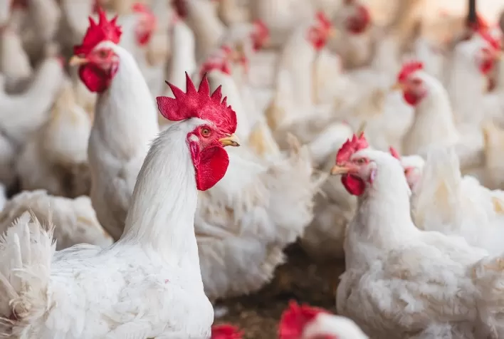 Tecnologia impulsiona avicultura brasileira em meio à crescente demanda global por proteína