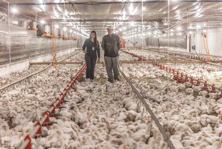 Aurora Coop investe mais de R$ 1,4 bilhão e fortalece compromisso com o bem-estar animal em toda a cadeia produtiva