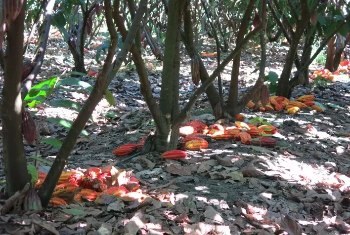 Brasil se destaca como nova fronteira para a cacauicultura irrigada e de precisão